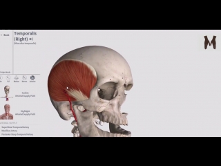 Жевательные мышцы детальный обзор 3д