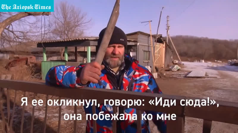 Сторож борис кривошеев руками молодыенапавшую на него волчицу