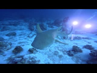 Deep camp sdt red sea