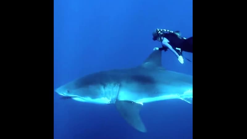 Девушка дайвер плавает рядом с большой белой акулой