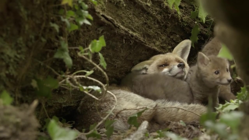 У польшчы прадставілі трэйлер новага фільму пра белавескую пушчу фільм «каралеўства" выйдзе на вялікія экраны 16 верасьня 🐻 🐎