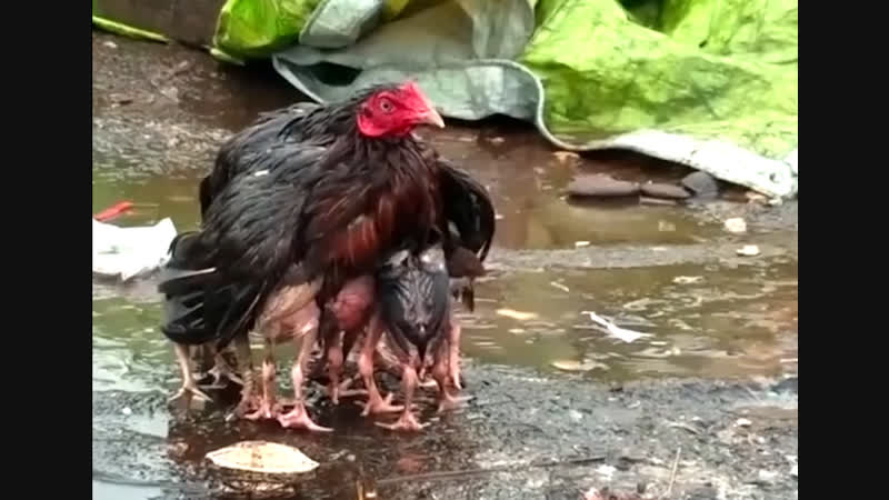 Женские хитрости мамы молодые