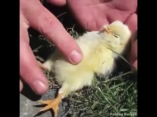 Unhatched chicks already have sleep cycles in their eggs and can be woken up by their mothers