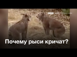 Рыси кричат "ааааа"