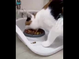 Любит покушать кликуха «экскаватор»