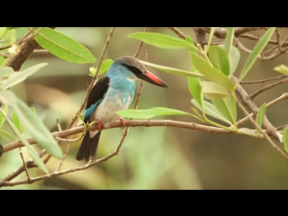 Blue breasted kingfisher / синегрудая альциона / halcyon malimbica