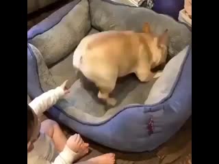 Best animals1 20200407 014504 0 mp4