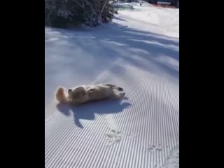 Любитель вельвета