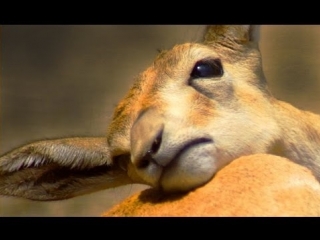 Azerbaijan shirvan national park ширванский национальный парк şirvan milli parkı