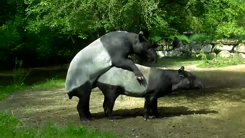 Как размножаются тапиры