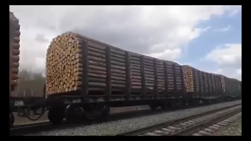 Хабаровский край, лес вывозят в китай