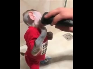 Побрили мартышку