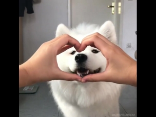 Maya the samoyed