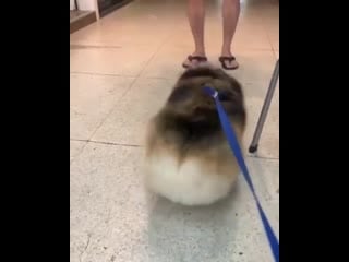 Corgi butts cute corgi mp4