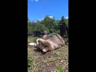 Видео от элеоноры сычевой