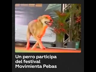 Un perro se sube a un escenario y participa de un espectáculo