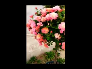 Multiple rose grafting plants rose grafting