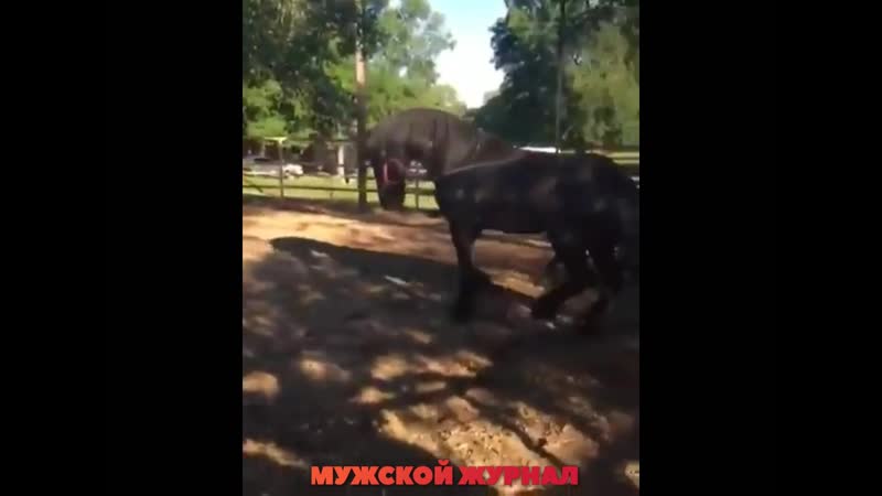 Коня porn video – Лошадь молодые коня одним ударом