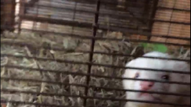 Хорек на сеновале