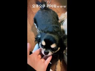 2019 04 18 joon and kabi by @hyeonible insta story 【오쿠오쿠 귀여워ㅠㅠㅠ】