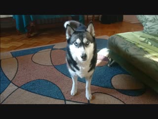 Хаски джессика всегда готова спеть песенку