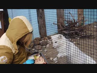 Показательные кормления