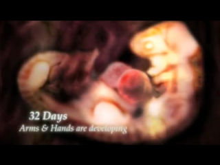 Александр циарас от зачатия до рождения в картинках