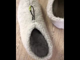 There was a young kitten that lived in a slipper