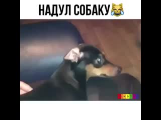 Надул молодые