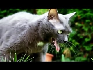 Блюющие техно коты