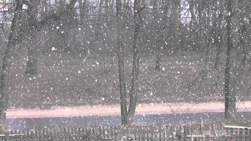 Видеоответ тиму карамболю