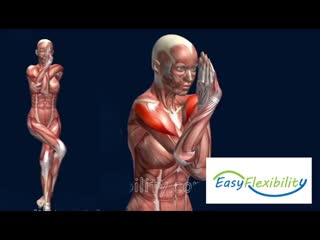 How to eagle pose garudasana yoga muscle anatomy easyflexiiblity