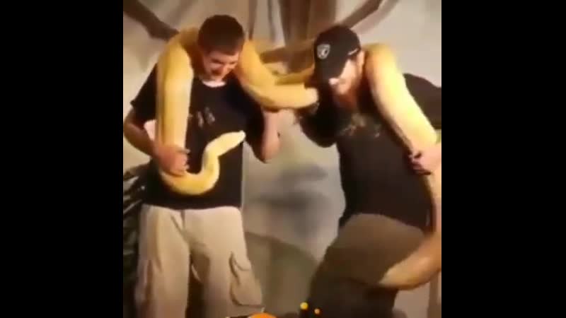 Да удав хорошо бородатого подставил