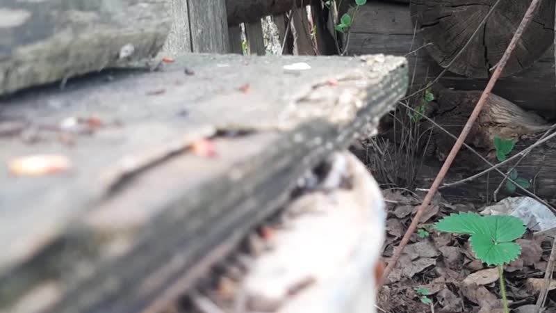 Клещи на даче