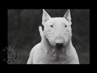 Skull bone bullterrier v 2 (18+)