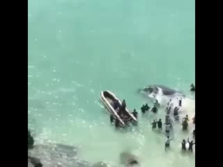 A baby humpback whale was rescued by a team of onlookers after being stranded on the beach