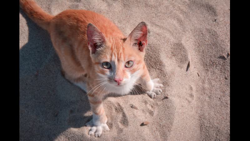 Пёс, лесбиянка, почётный геолог и прочие