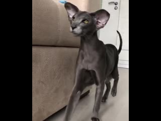 Koto mania 20200623 181616 0 mp4