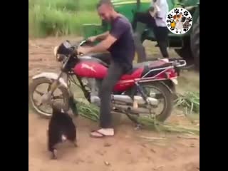 Baby monkey throwing tantrum when hes told he cant get on the bike