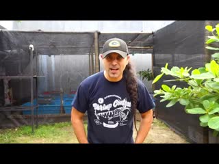 West papua crayfish jakarta mp4