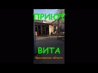 Немного о вите и ее обитателях