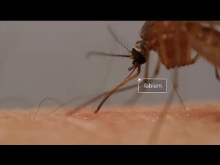 How mosquitoes use six needles to suck your porn deep look