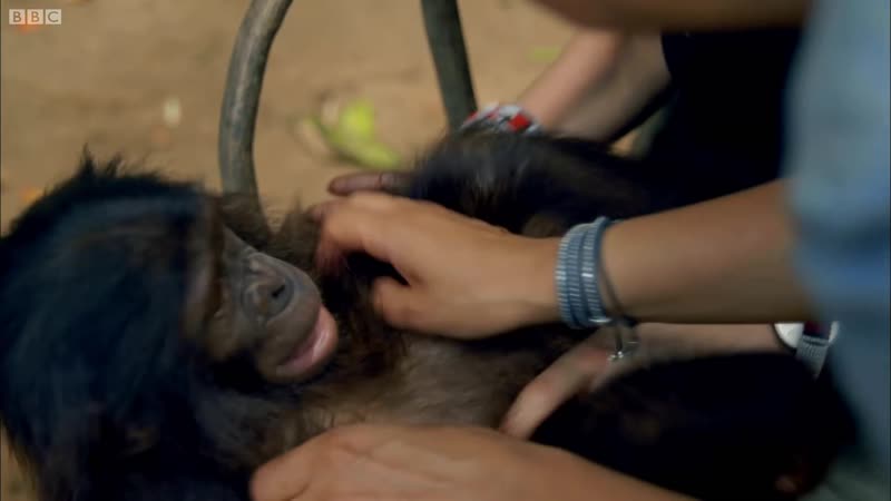 Bonobo loves being tickled