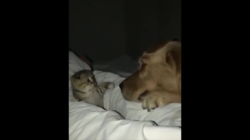 Маляа впервые встретила большого и доброго гиганта