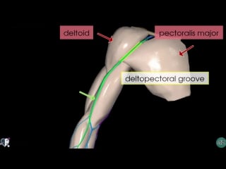 3 upper limb veins 3d anatomy tutorial