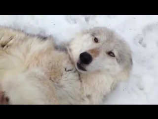 Волку нравится, когда ему чешут молодые