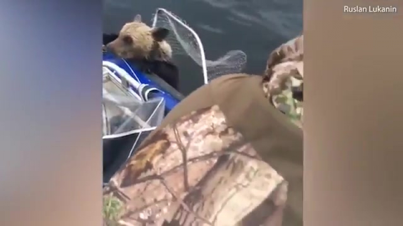 Рыбаки спасли медвежат