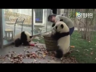 Naughty panda babies wrestling with basket and piles of leaves