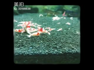 Zhu zanjin архивная живность креветки