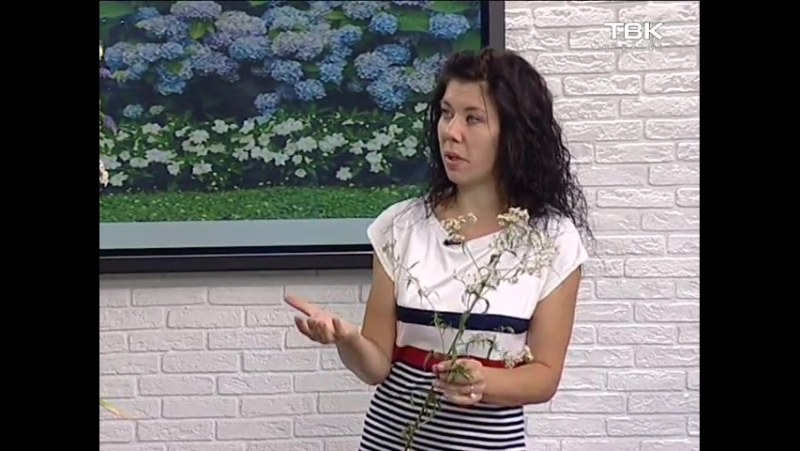 Морское настроение в вашем цветнике советы ландшафтного дизайнера